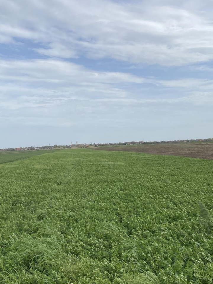 Poljoprivredno zemljiste 100m od puta NS ZR