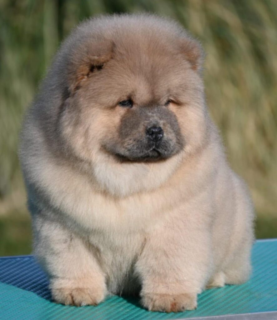 Chow Chow Cau Cau Čau Čau