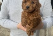 Mini crvene pudle!