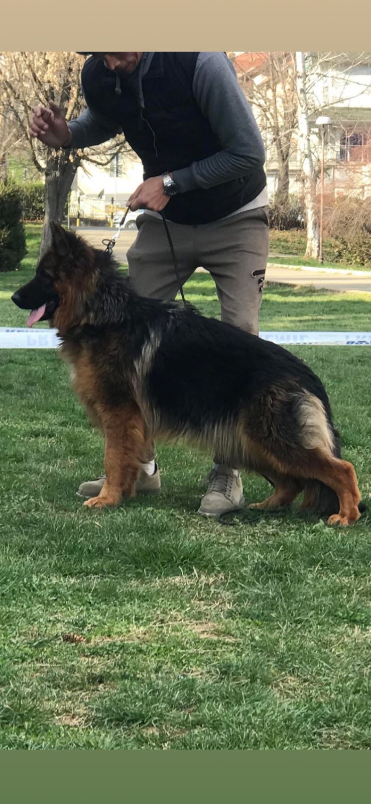 Poklanjam dve zenke Nemackog ovcara