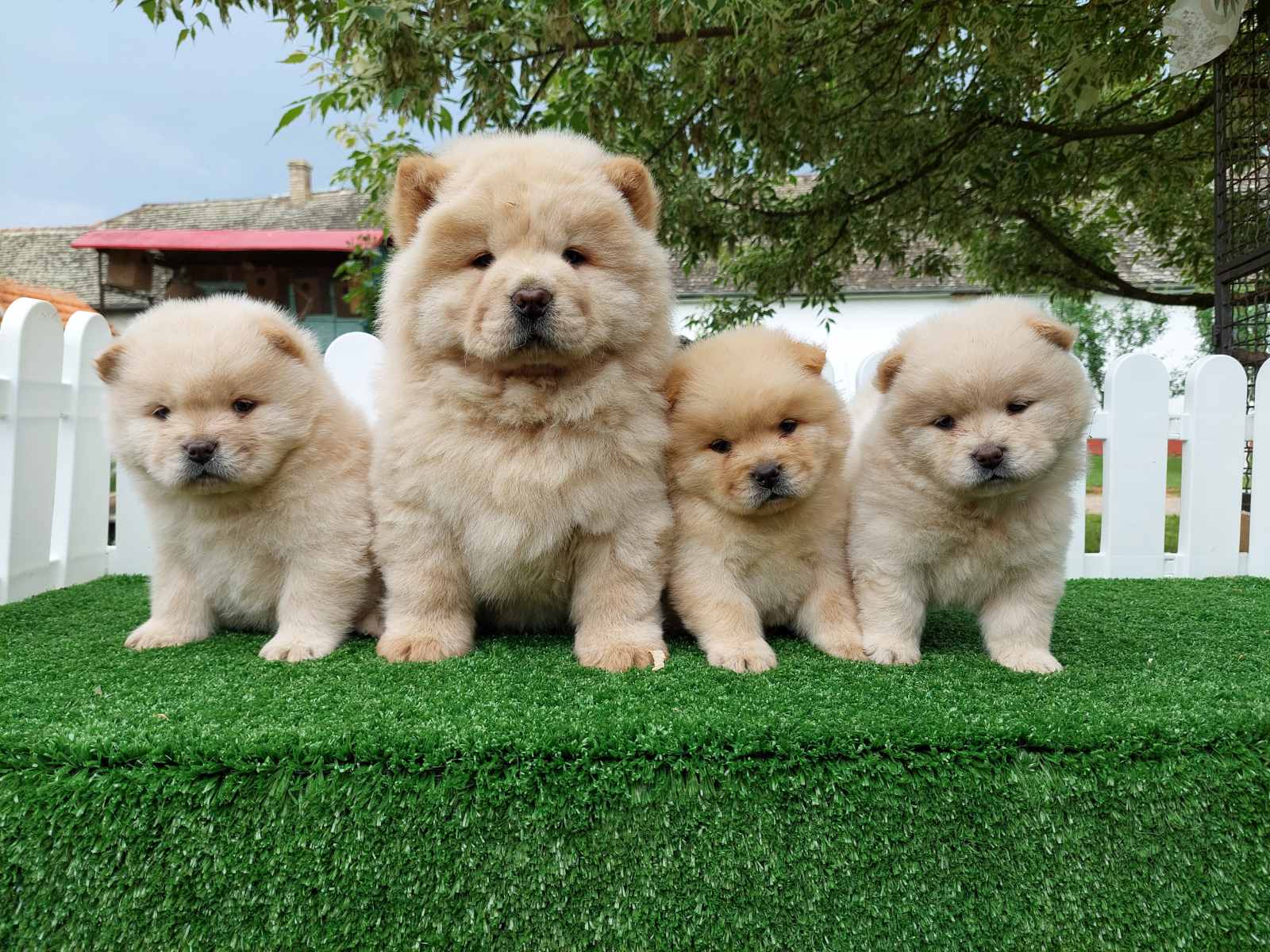 Cau cau Chow chow stenad najlepsi pokon