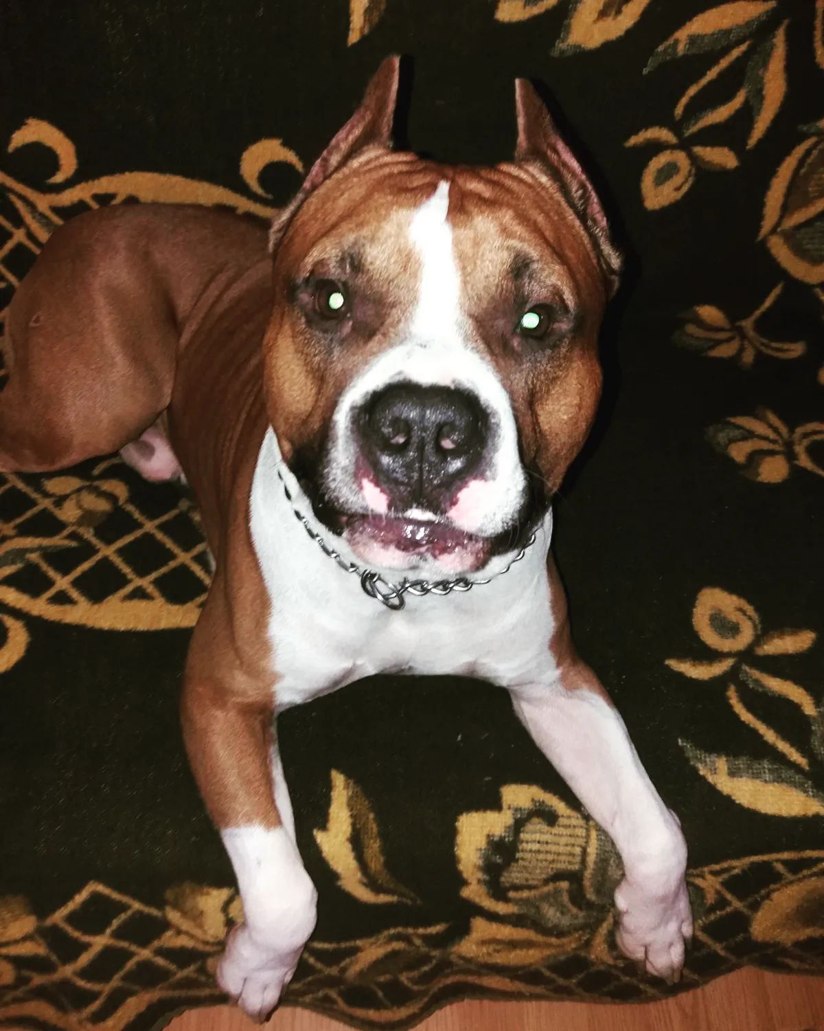 Šetnje i čuvanje pasa Kragujevac