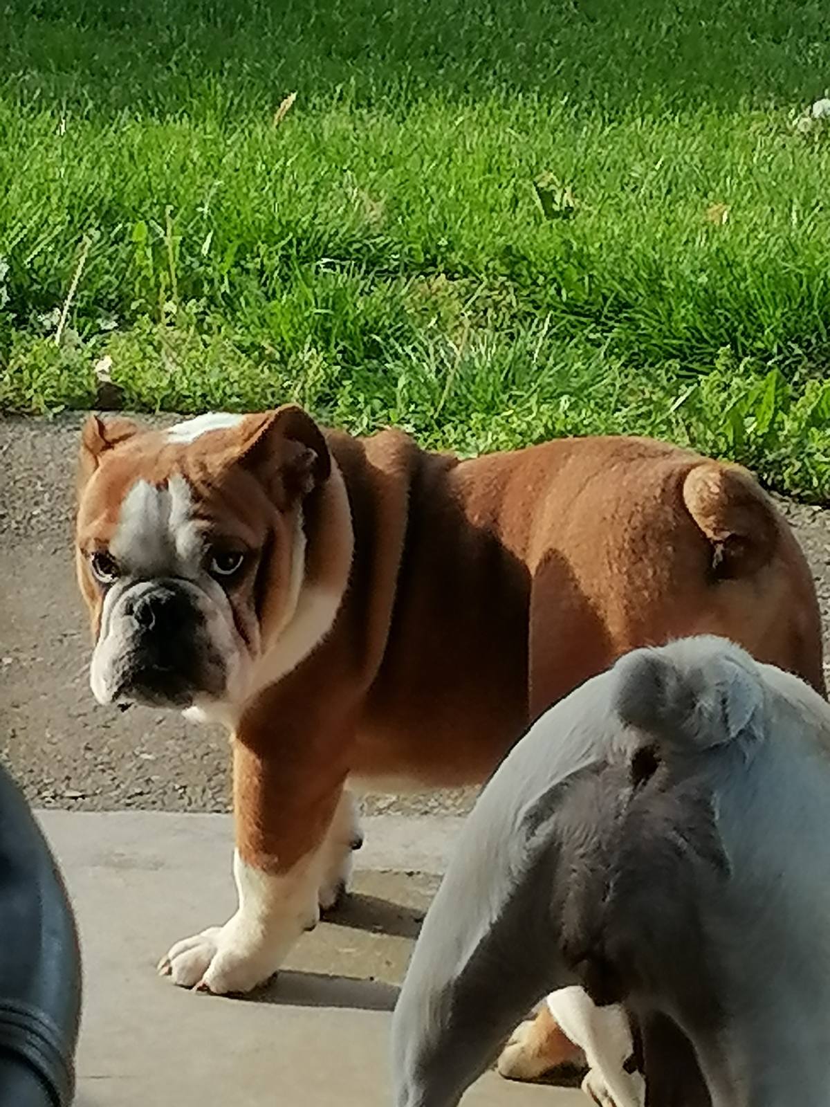 Engleski buldog