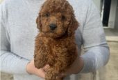 Mini crvene pudle!
