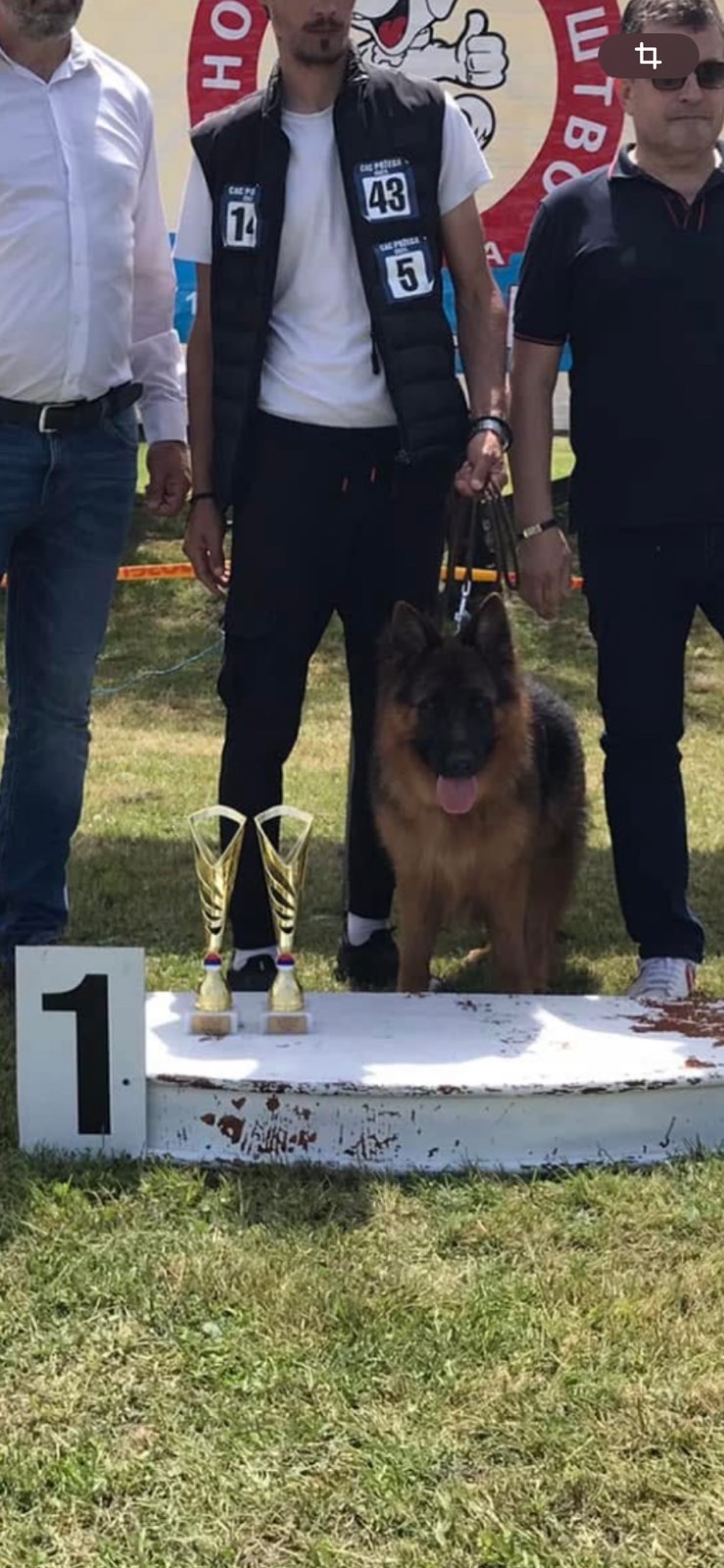 Poklanjam dve zenke Nemackog ovcara