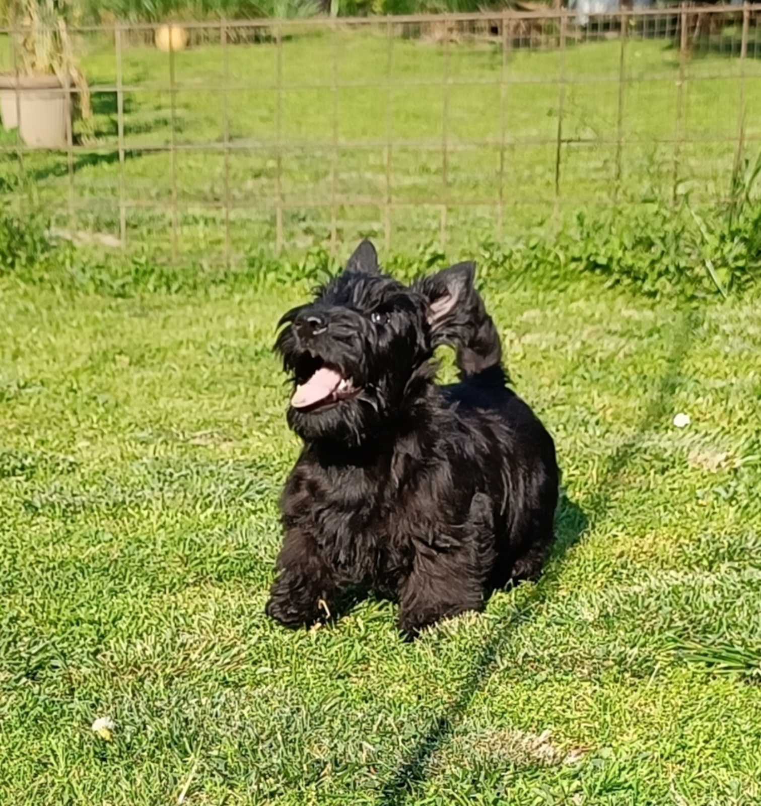 Štenci škotskog terijera