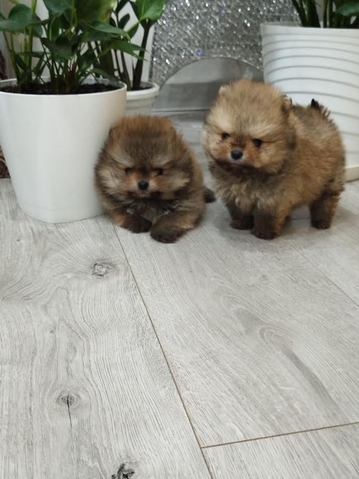 Prelepi Boo medvedici