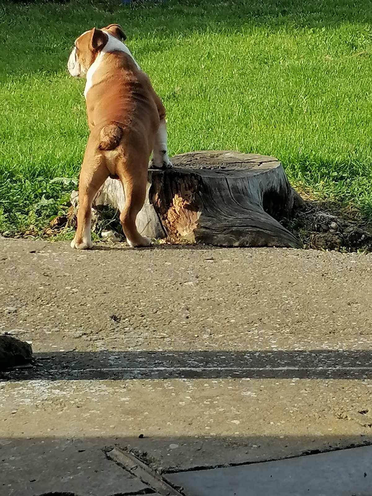 Engleski buldog