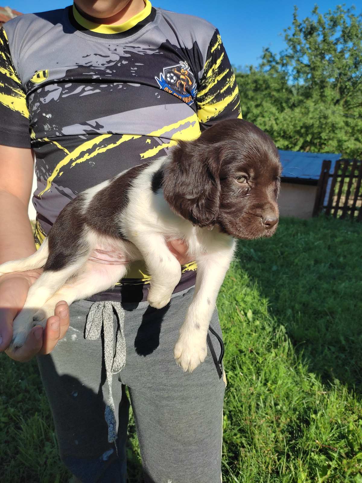 Little Minsterlander puppies