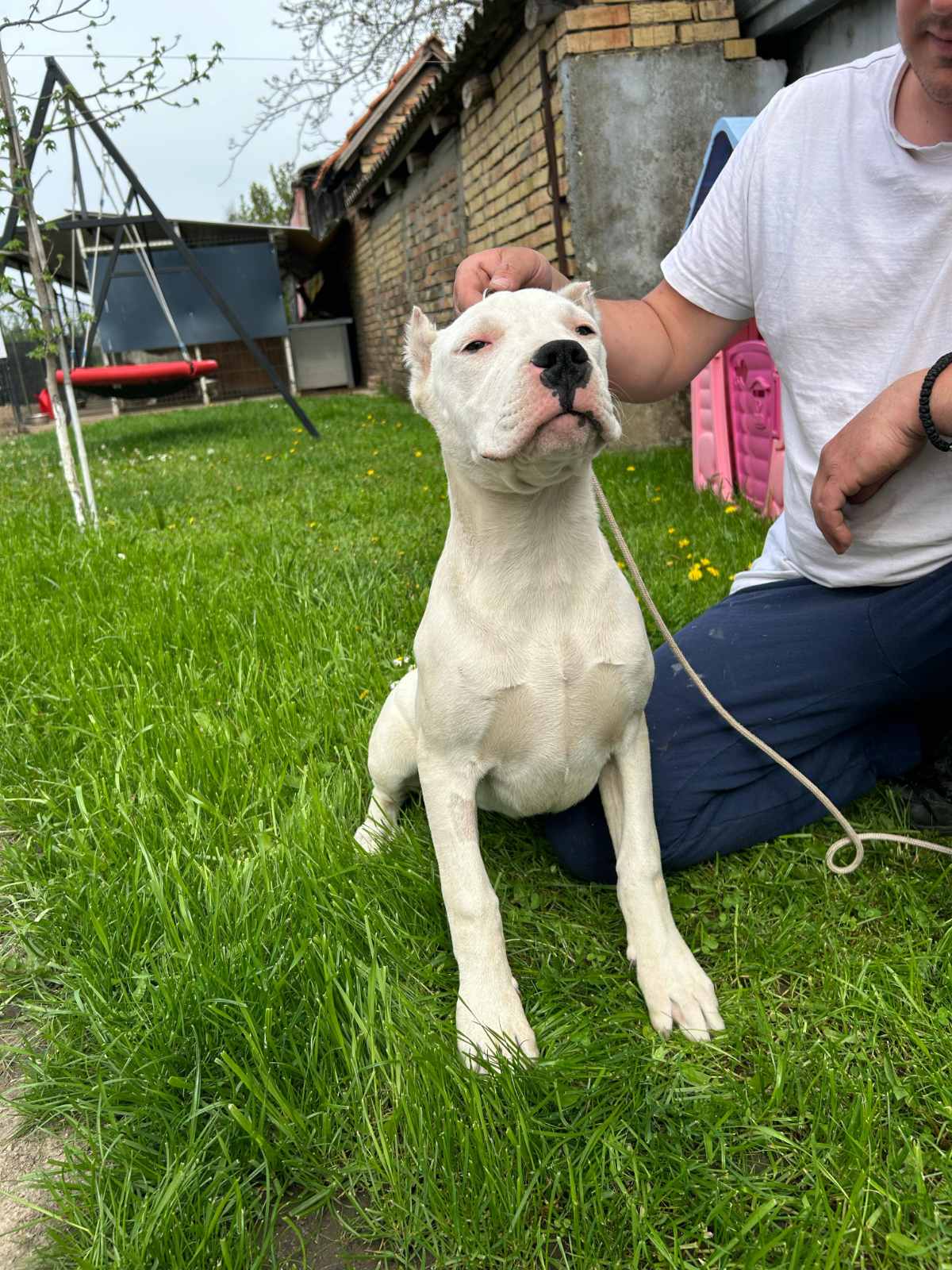 Zenkica Dogo Argentino