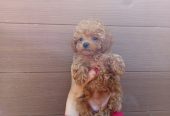 Toy pudle