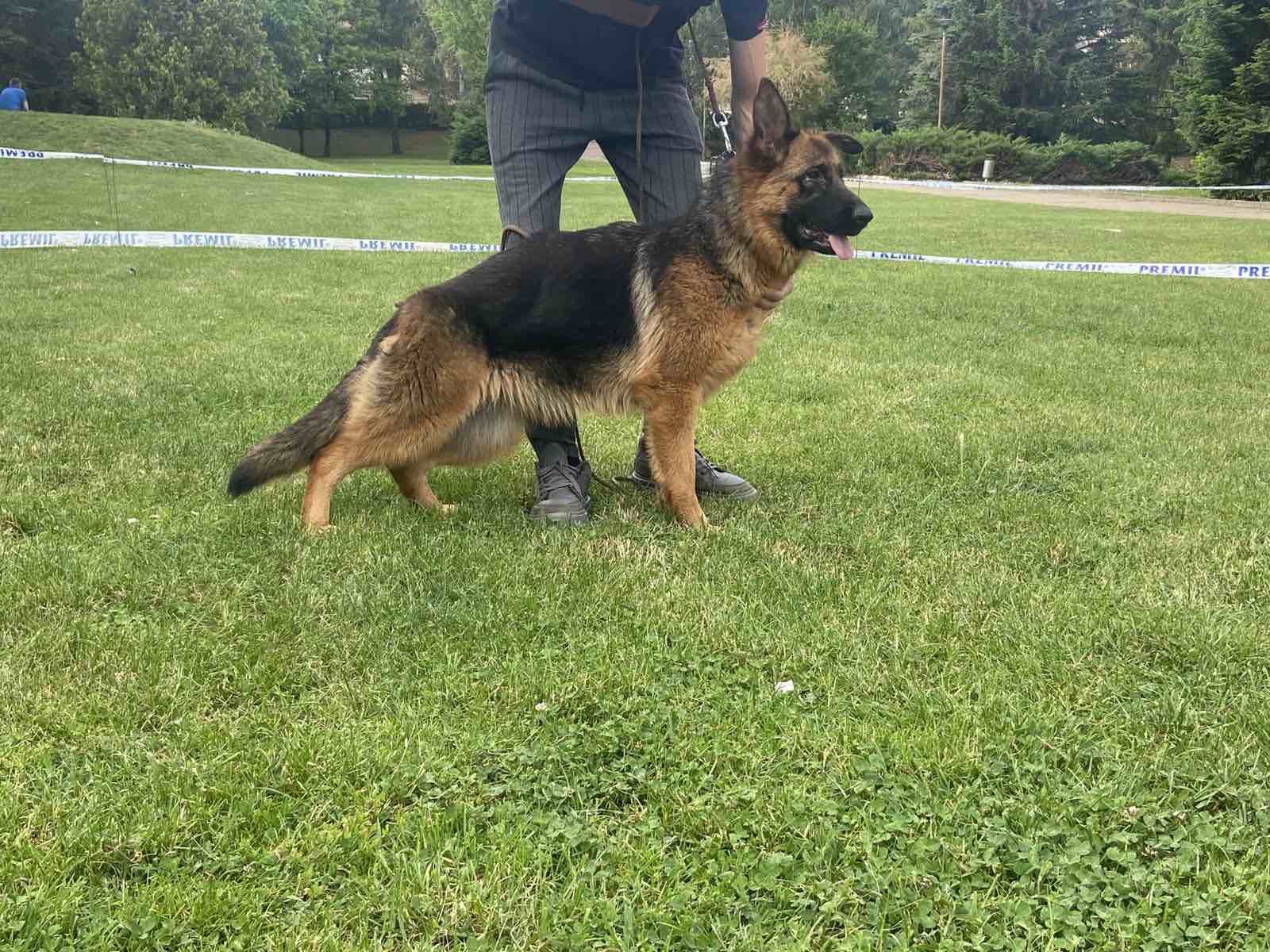 Poklanjam dve zenke Nemackog ovcara