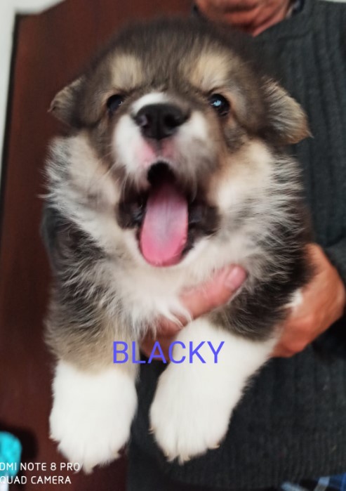 KORGI – ŠTENCI na prodaju