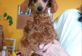 Toy pudle