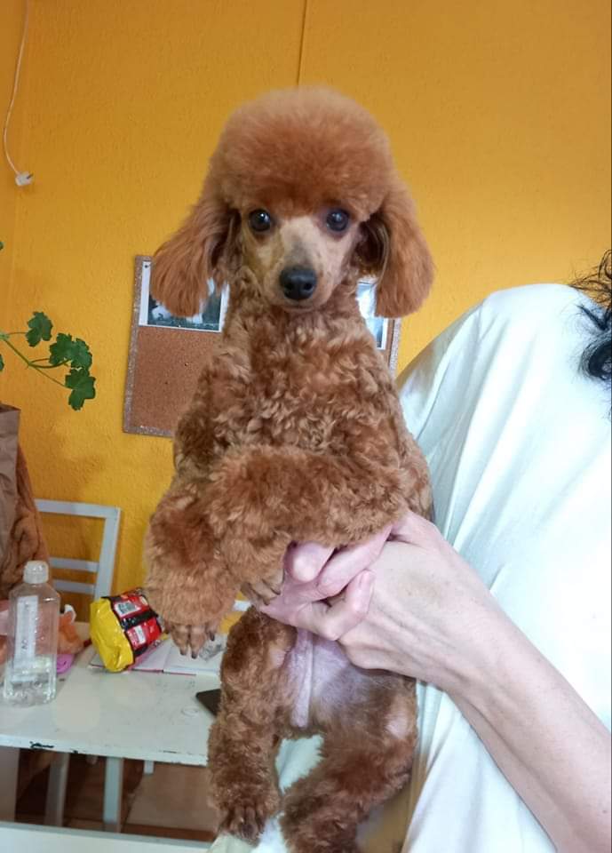 Toy pudle