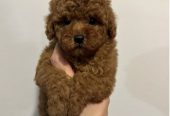 Mini crvene pudle!