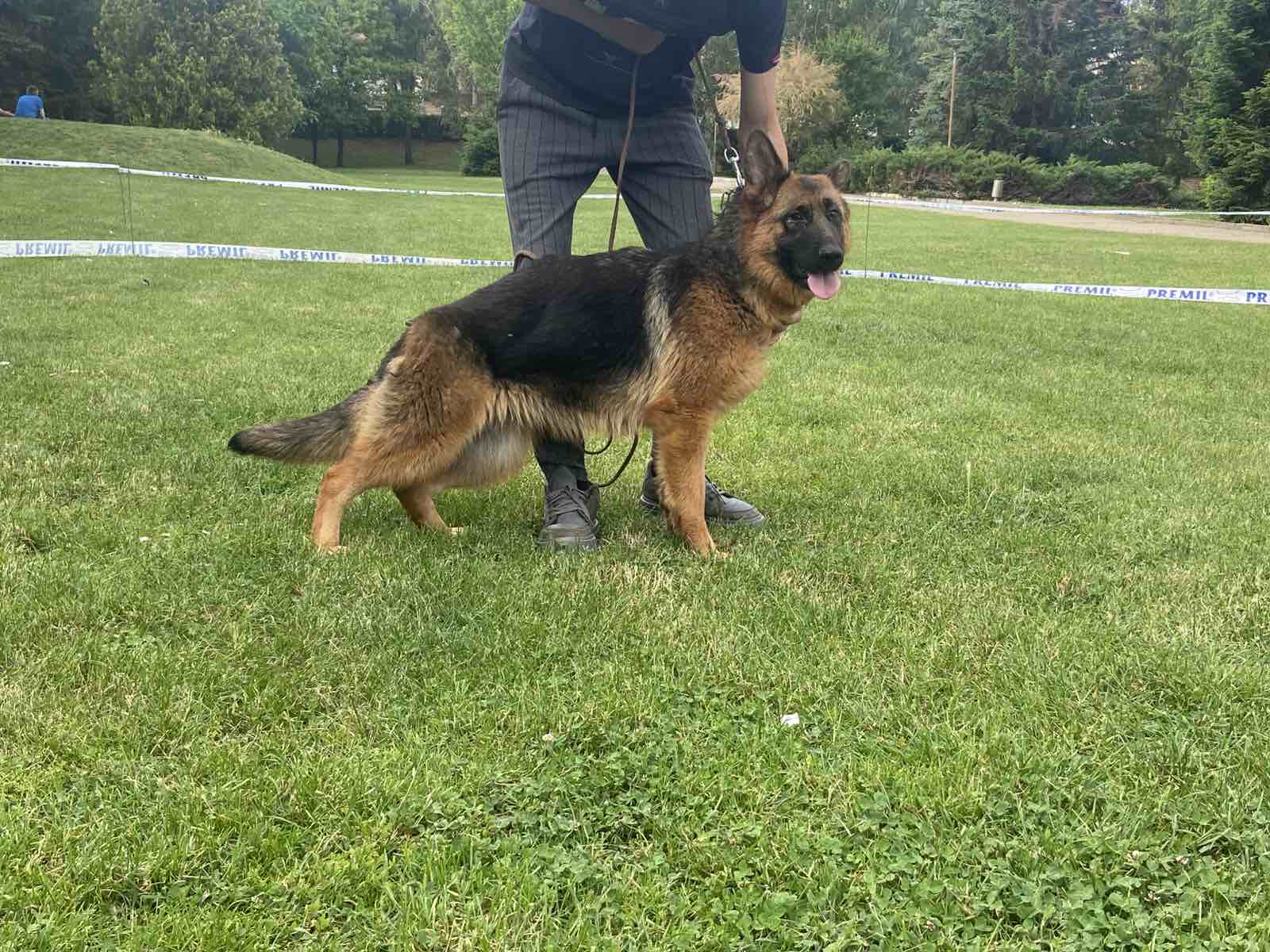 Poklanjam dve zenke Nemackog ovcara