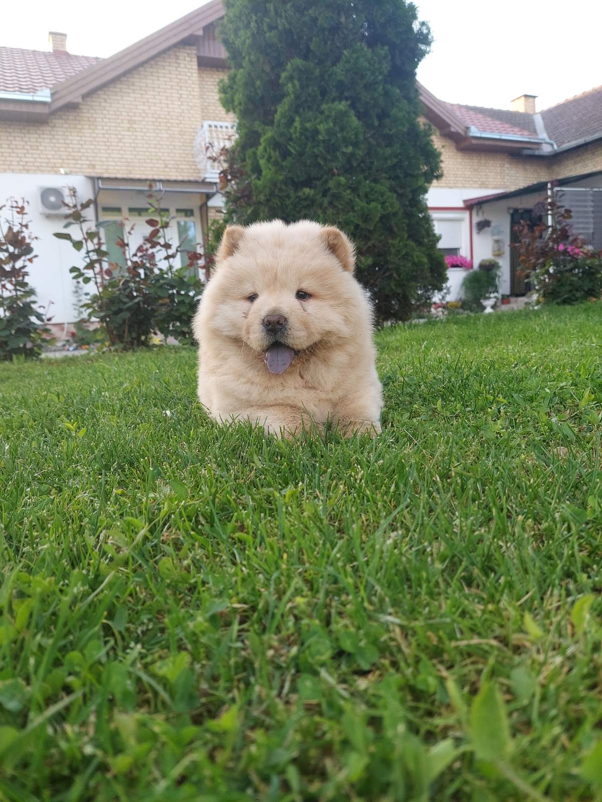 Cau cau Chow chow stenad najlepsi pokon