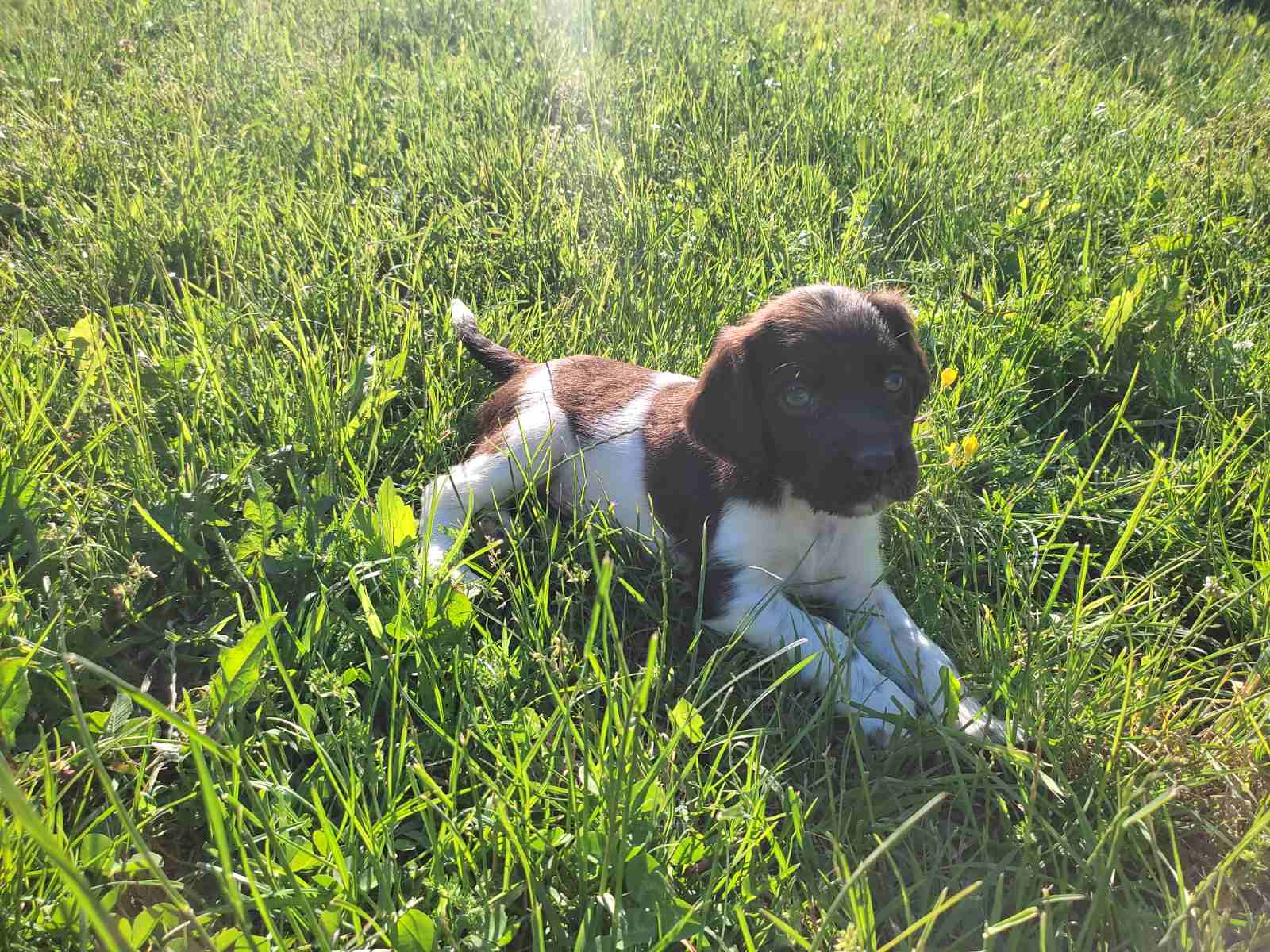 Little Minsterlander puppies