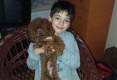 Toy pudle
