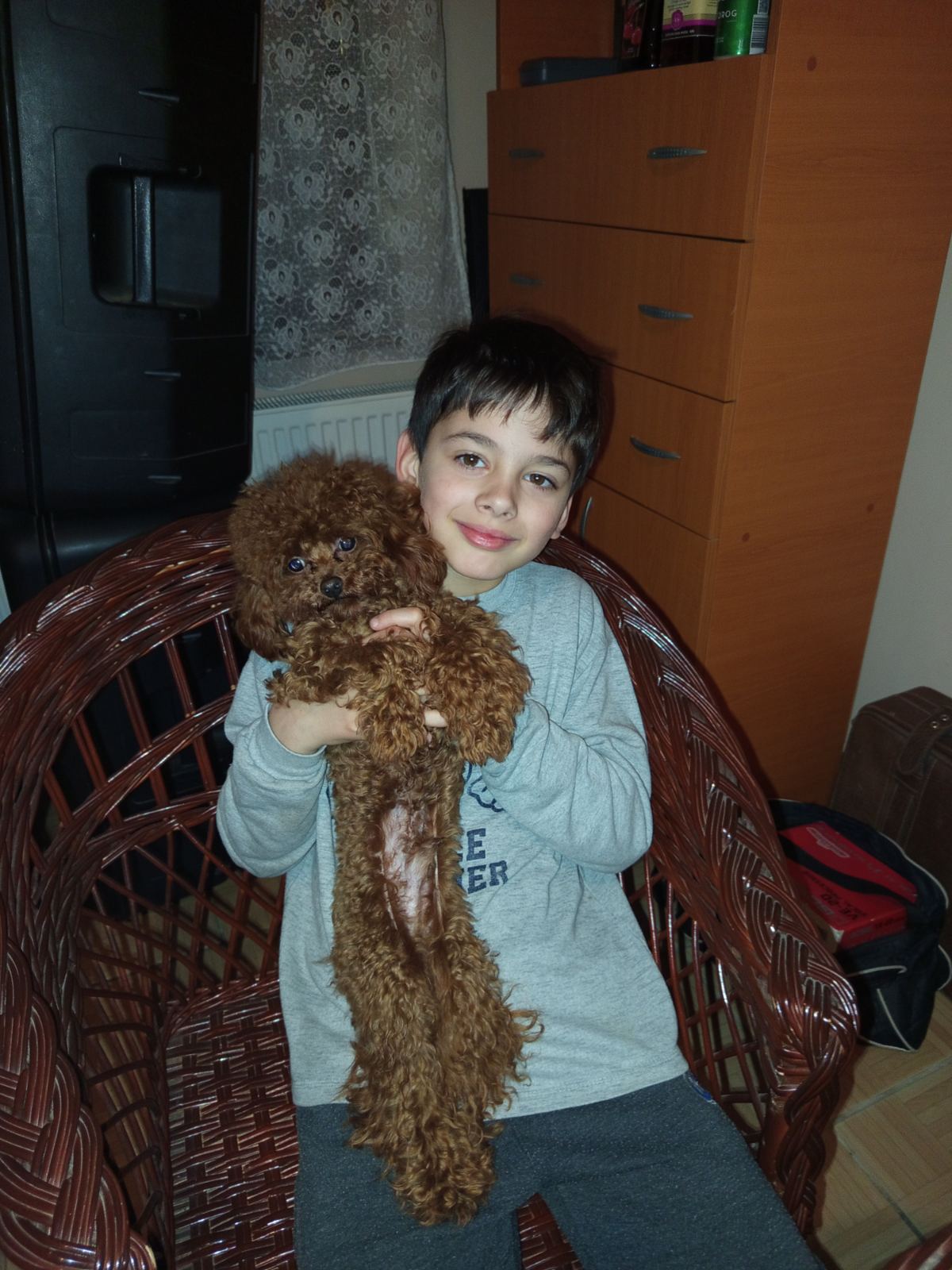 Toy pudle