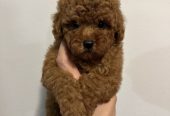 Mini crvene pudle!