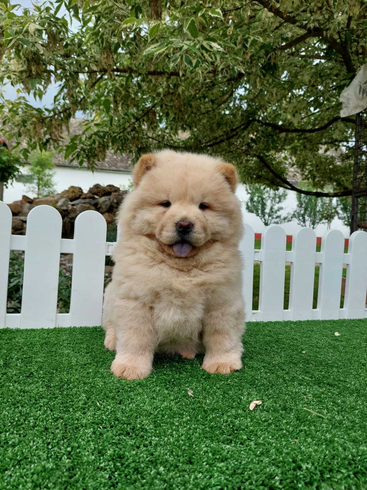 Cau cau Chow chow stenad najlepsi pokon