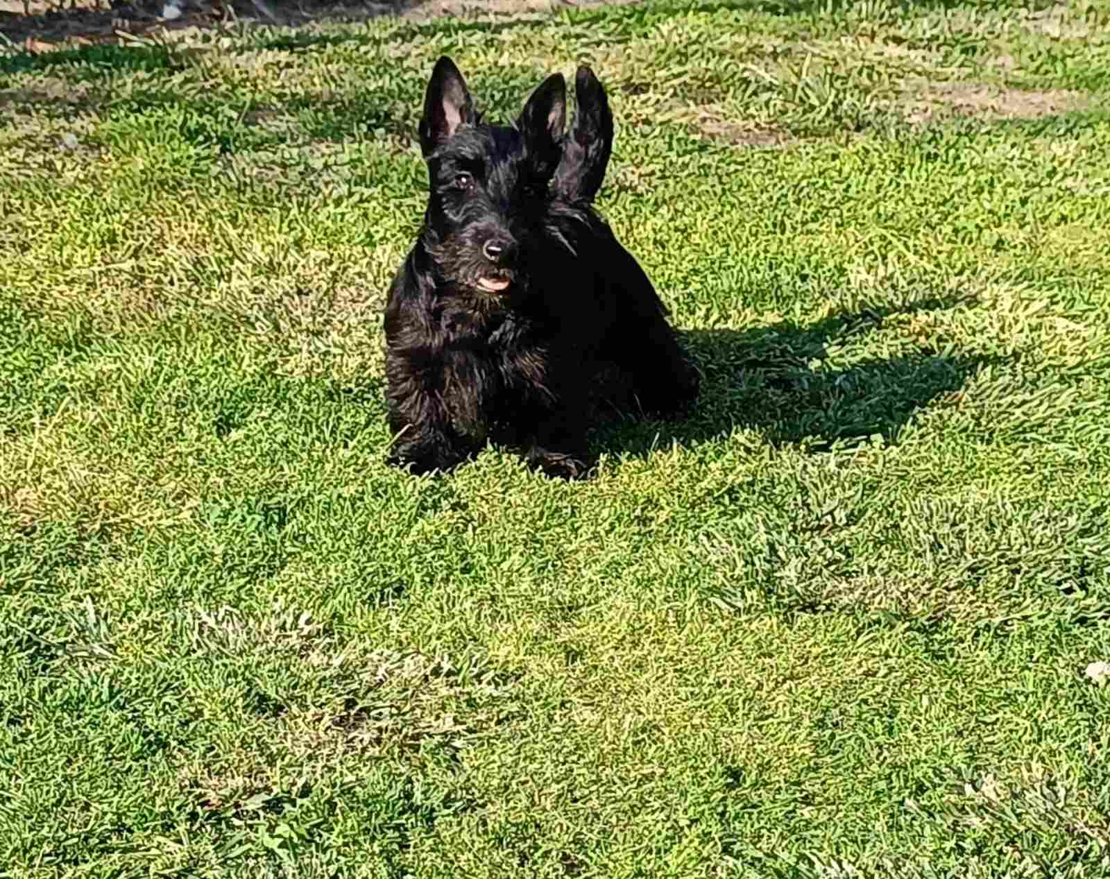 Štenci škotskog terijera