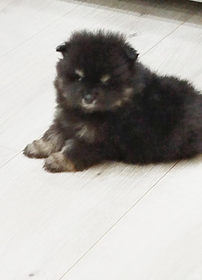 Prelepi Boo medvedici