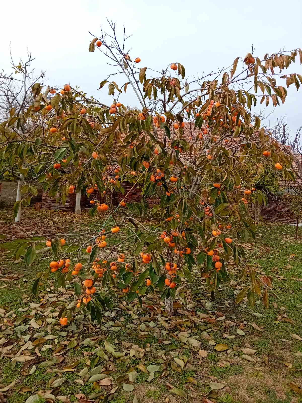 Kuća u Kikindi, na izuzetnoj lokaciji, na prodaju