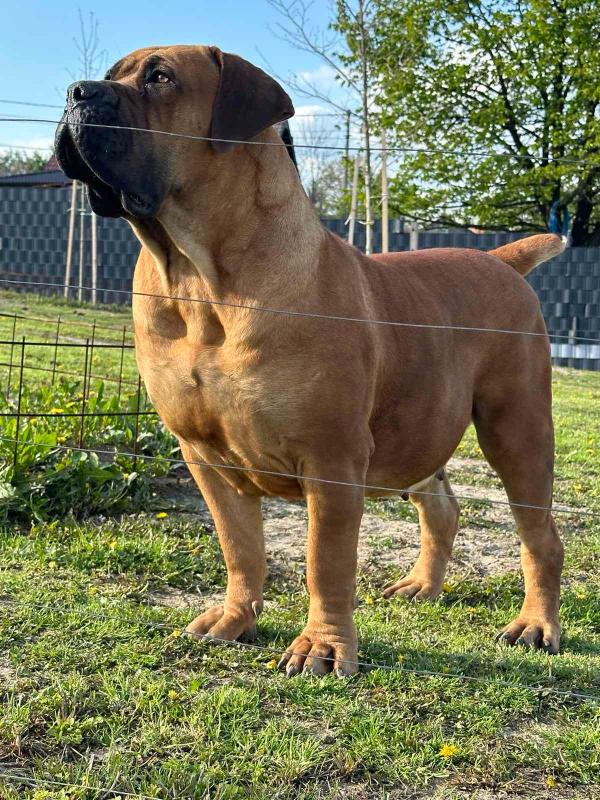 Južnoafrički mastif – Boerboel štenci