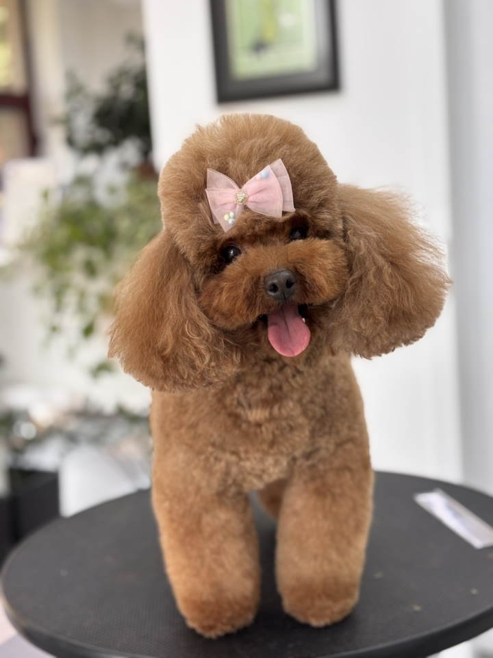 TOY crvene pudle