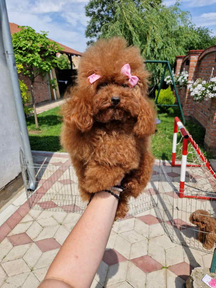 TOY crvene pudle