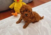 TOY PUDLE