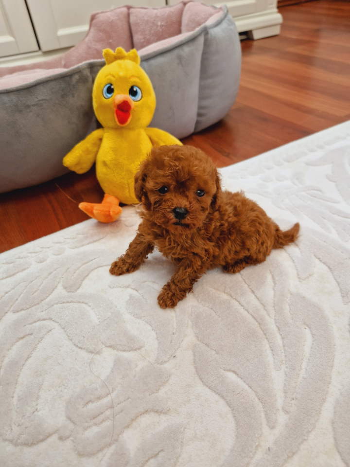 TOY PUDLE