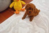 TOY PUDLE