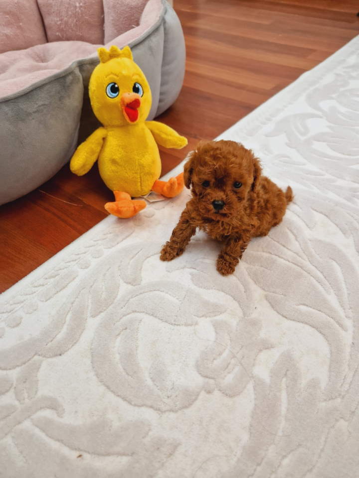 TOY PUDLE
