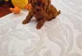 TOY PUDLE