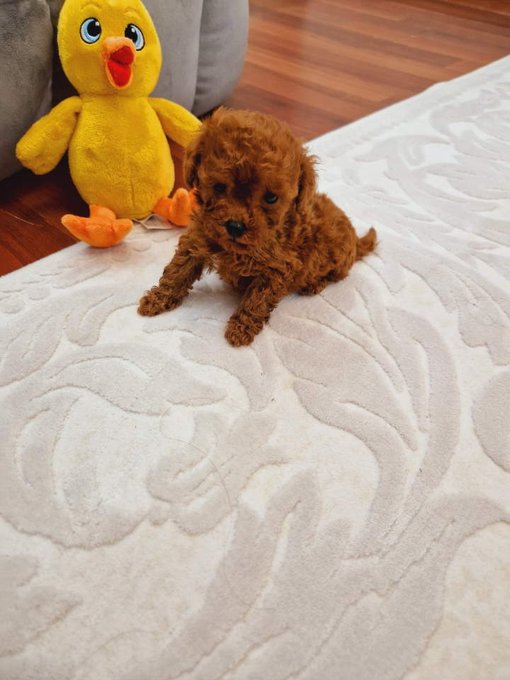 TOY PUDLE