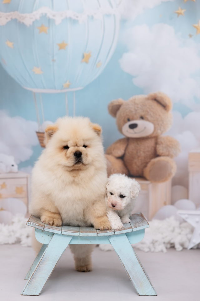 CHOW CHOW zensko stene