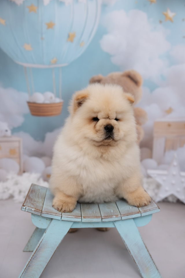 CHOW CHOW zensko stene