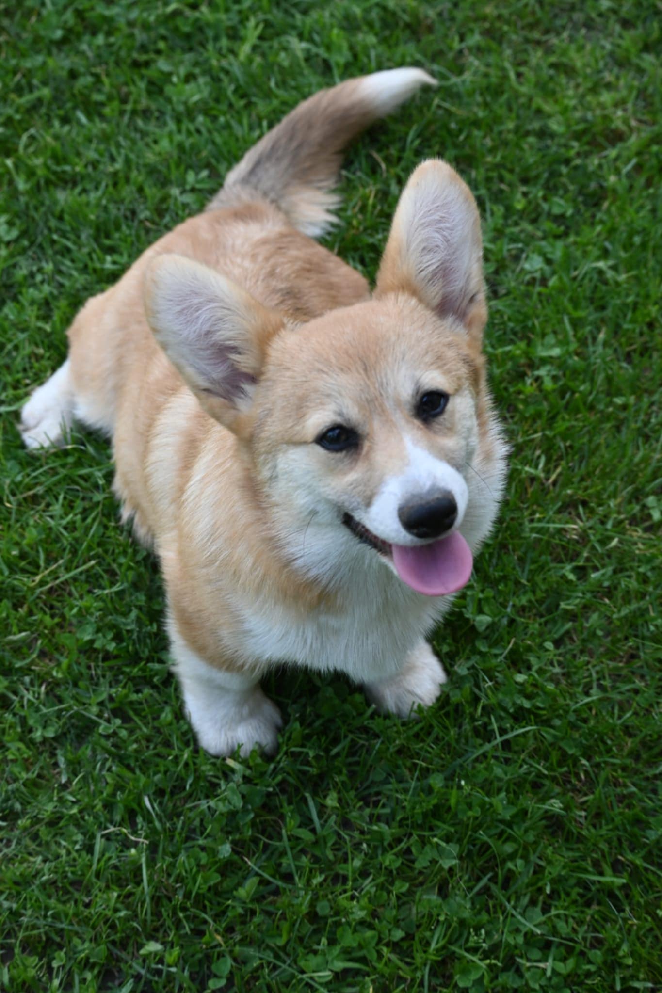 Velski korgi/Welsh Corgi Pembroke
