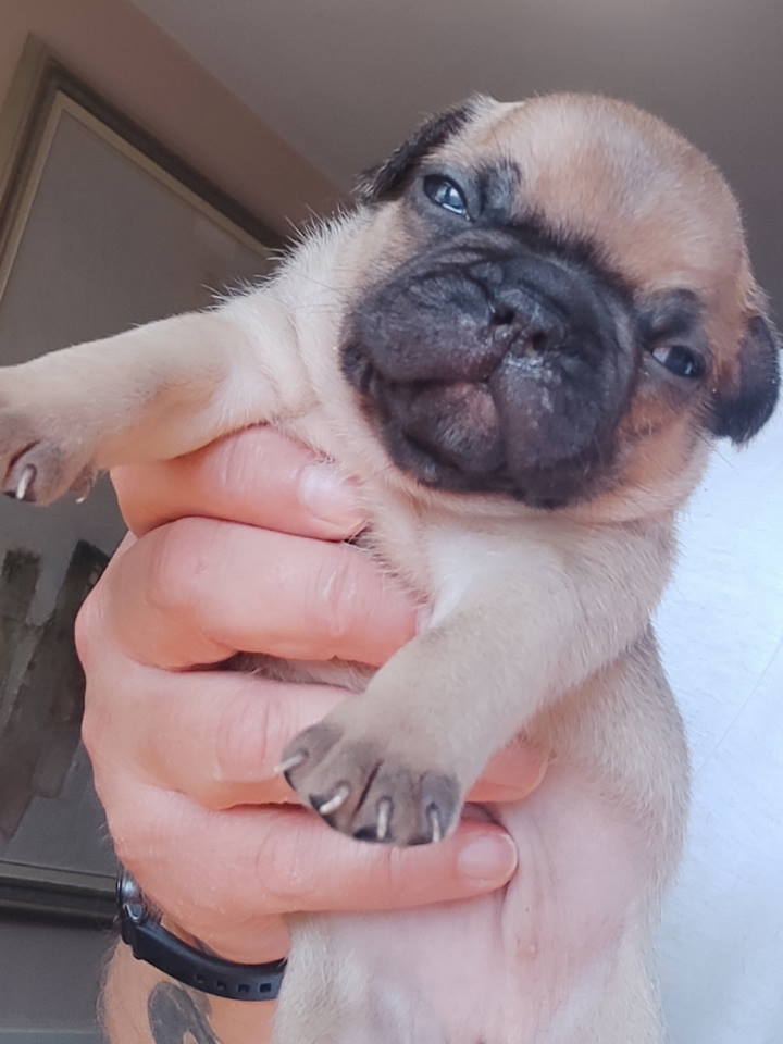 Francuski BULDOG stenci Niš-Srbija. Sve inform