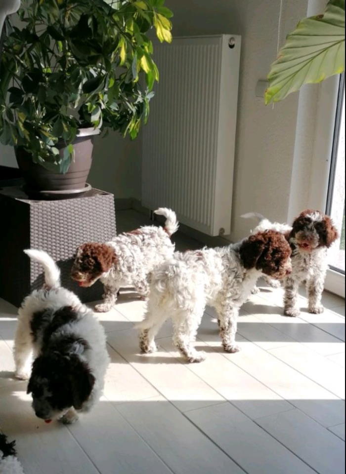 Dostupno novo leglo LAGOTTO ROMANJOLO