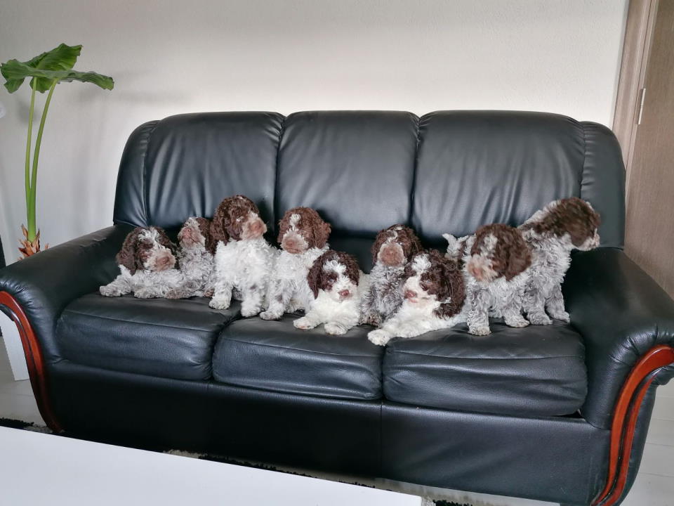 Dostupno novo leglo LAGOTTO ROMANJOLO