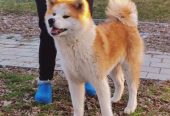 Akita inu -mlada zenkica