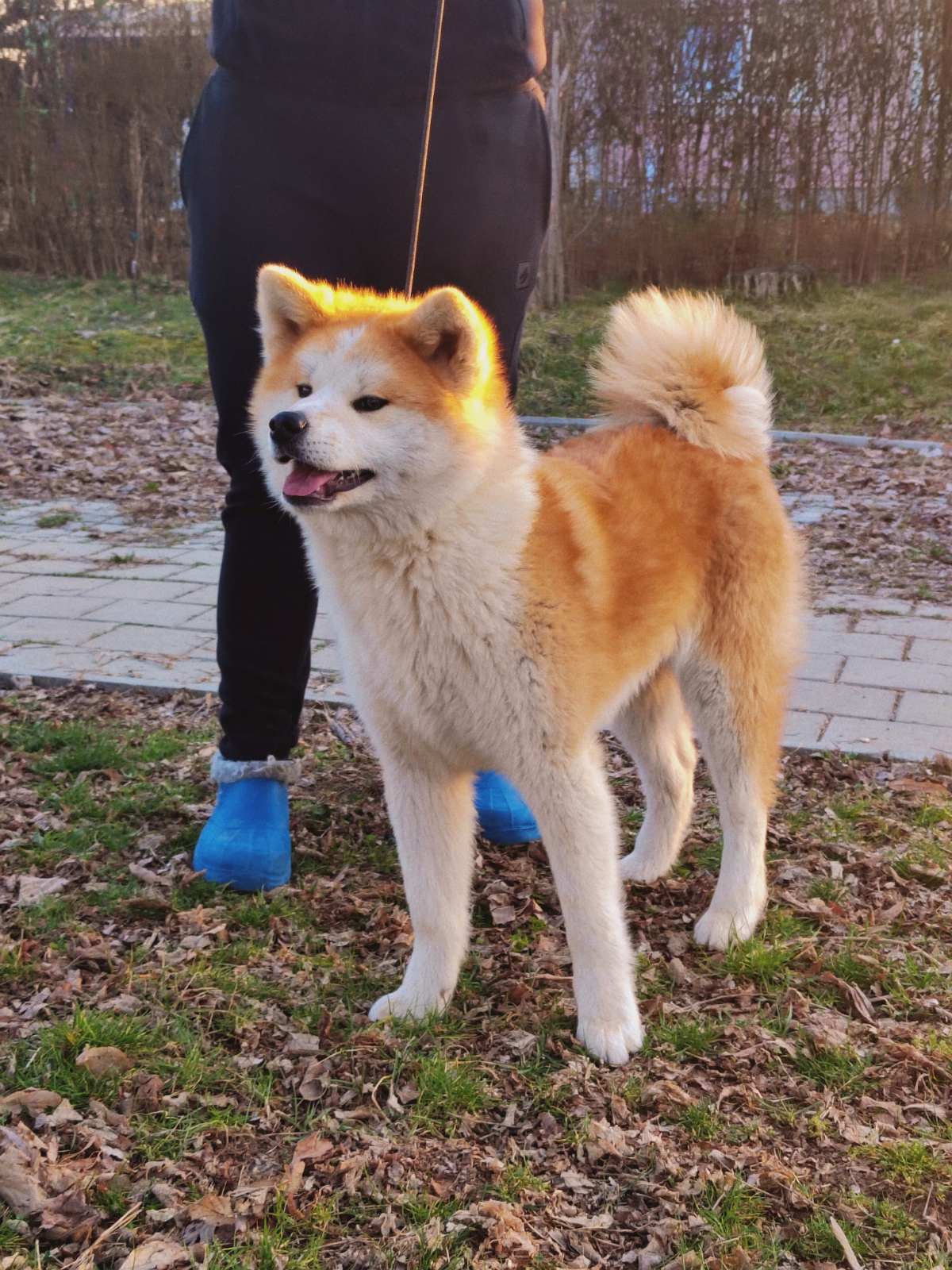 Akita inu -mlada zenkica