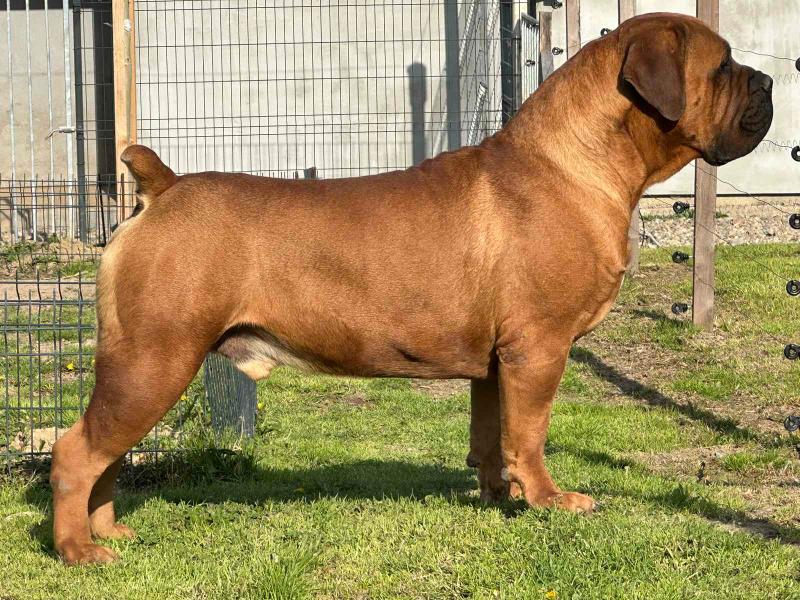 Južnoafrički mastif – Boerboel štenci