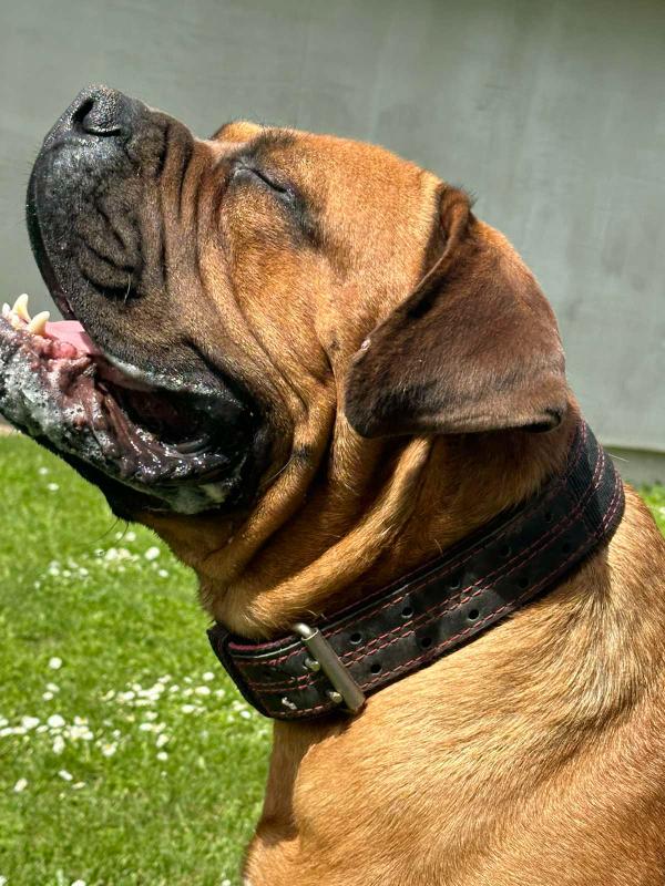 Južnoafrički mastif – Boerboel štenci