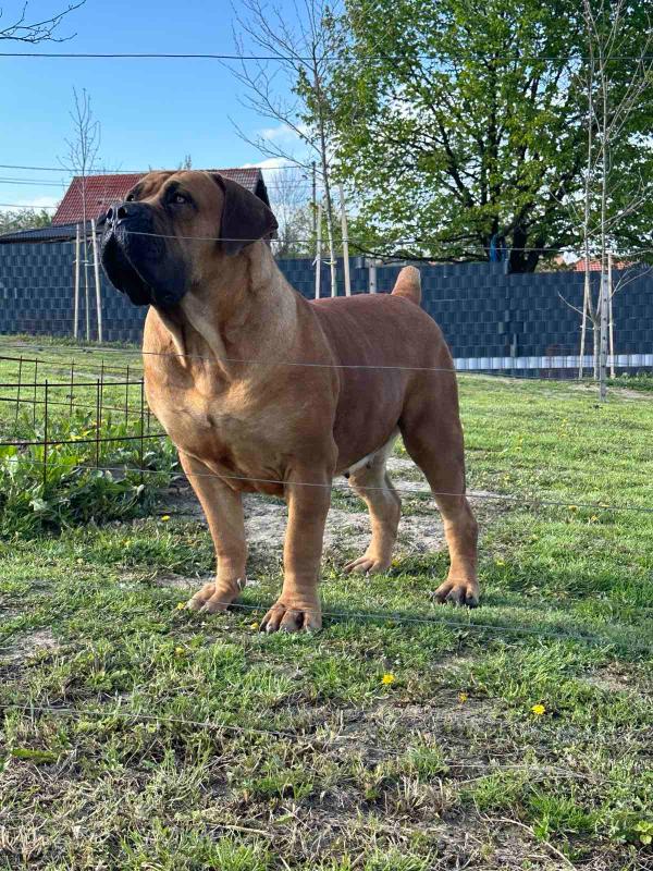 Južnoafrički mastif – Boerboel štenci